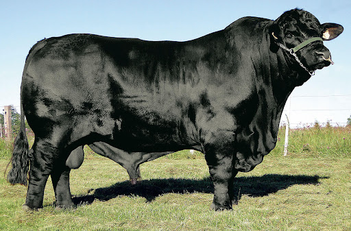 Sêmen Angus Premium