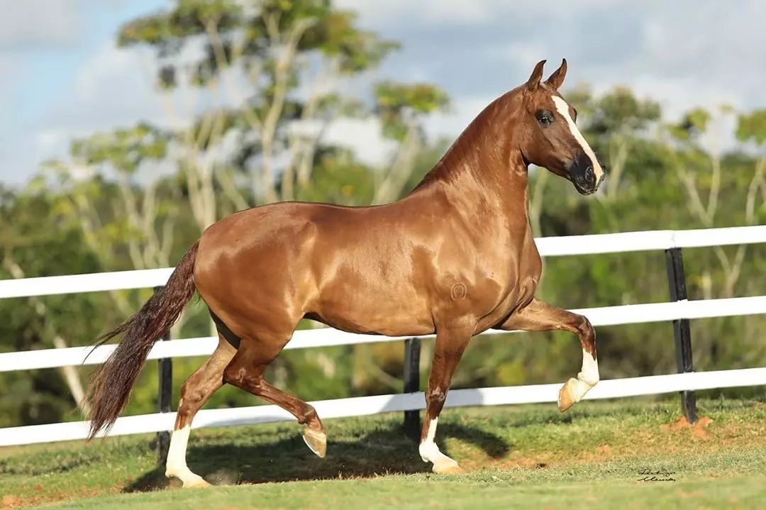 Égua Mangalarga Marchador