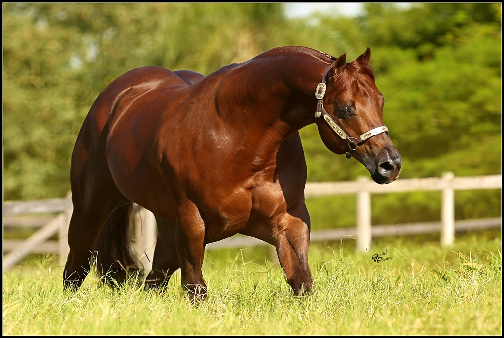 Garanhão Quarto de Milha