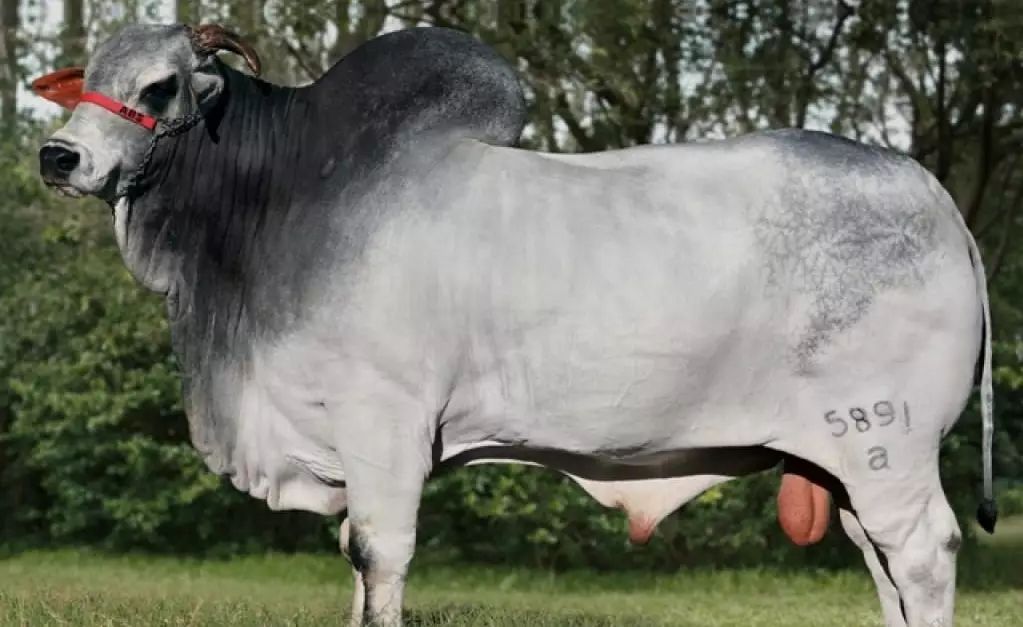 Touro Nelore PO Certificado