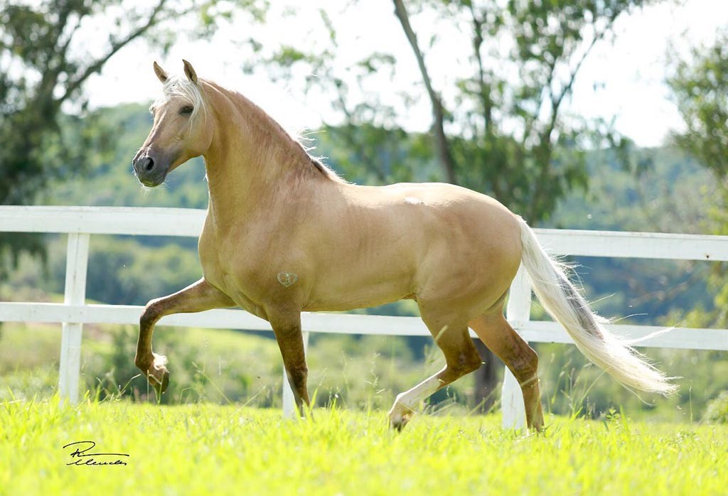 Leilão Haras Três Corações