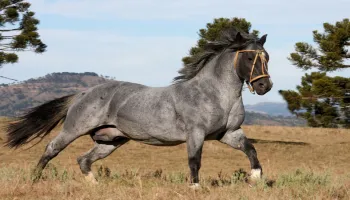 Leilão Elite Genética - Cavalos Premium