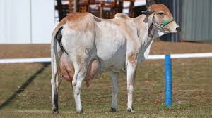 Leilão Fazenda Santa Rita - Elite Nelore