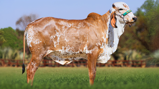 Leilão Sêmen Premium - Genética Certificada