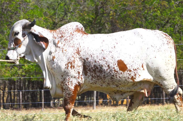 Leilão Genética Premium