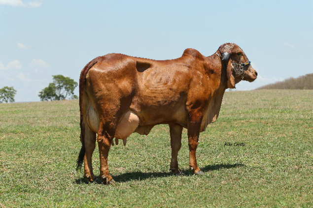 Leilão Fazenda Boa Esperança